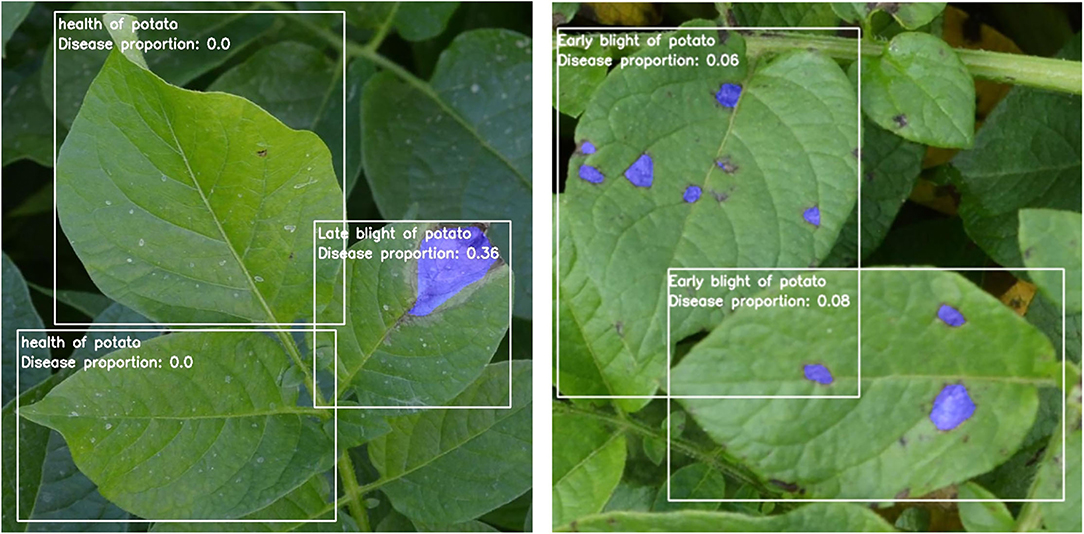 Potato Leafs Disease Classification